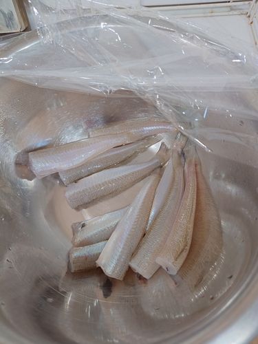 キスの釣果