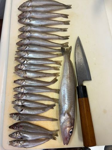 シロギスの釣果