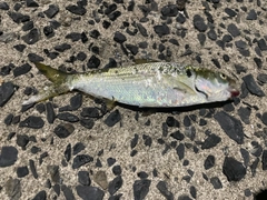 コノシロの釣果