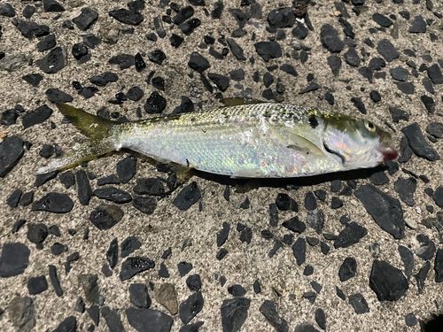 コノシロの釣果