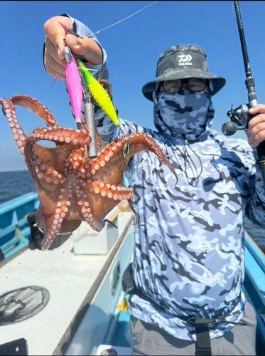 マダコの釣果