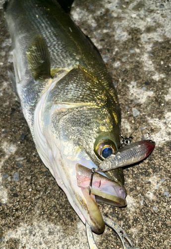 シーバスの釣果