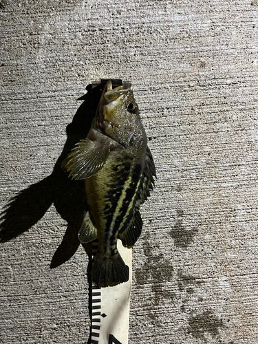 シマゾイの釣果