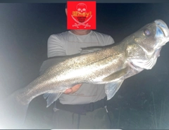 フッコ（マルスズキ）の釣果