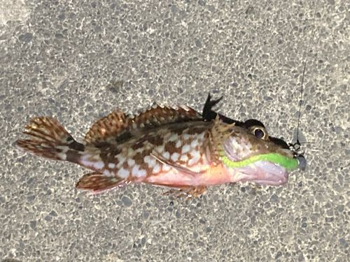 カサゴの釣果