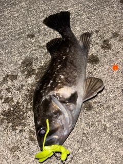 クロソイの釣果