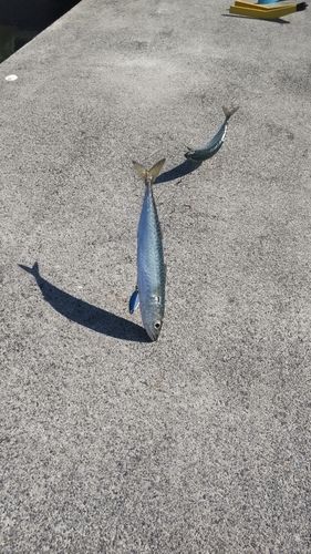 サバの釣果