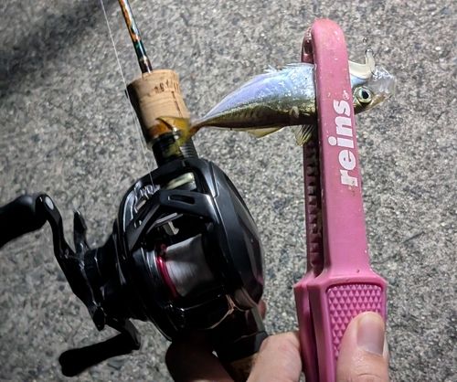 マアジの釣果