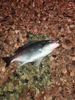 キビレの釣果
