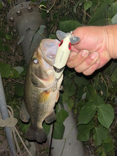 ラージマウスバスの釣果