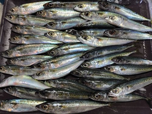サバの釣果