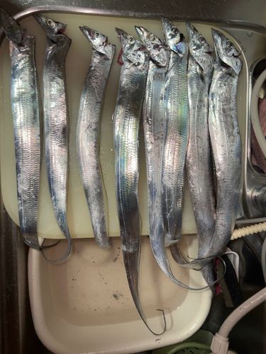 タチウオの釣果