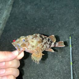 カサゴ