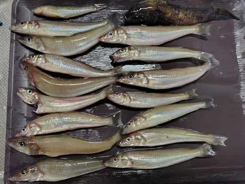 キスの釣果