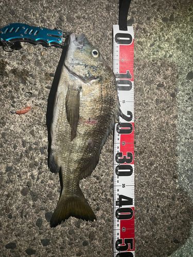 クロダイの釣果