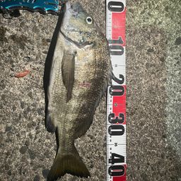 クロダイ
