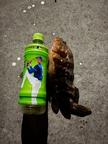 キジハタの釣果