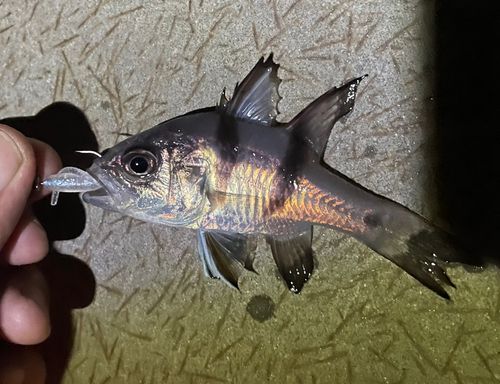 ヨコスジイシモチの釣果