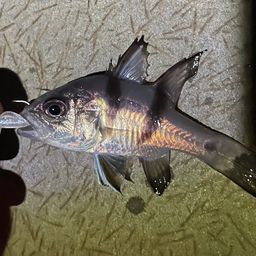 ヨコスジイシモチ