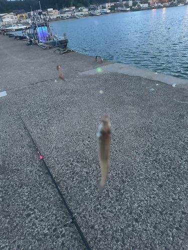 キスの釣果