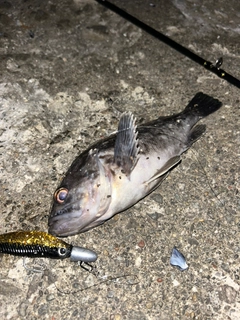 クロソイの釣果