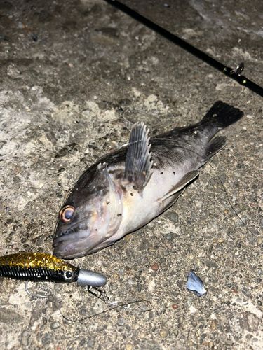 クロソイの釣果