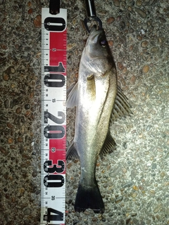 セイゴ(マルスズキ)の釣果
