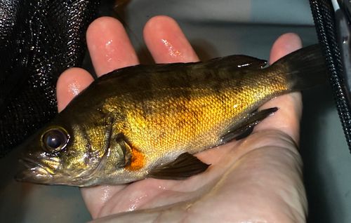 クロメバルの釣果