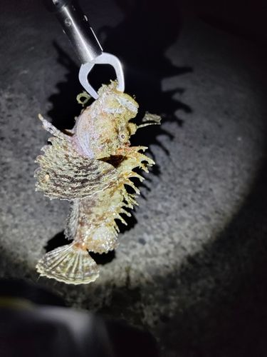 オニオコゼの釣果