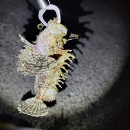 オニオコゼ