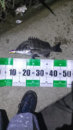 チヌの釣果
