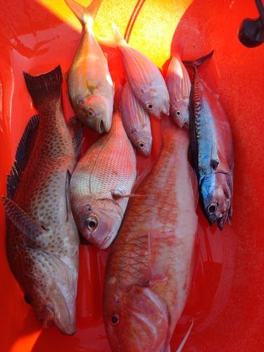 オオモンハタの釣果