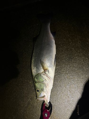 スズキの釣果