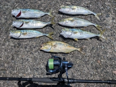 イナダの釣果