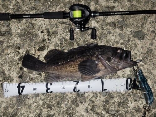 ソイの釣果