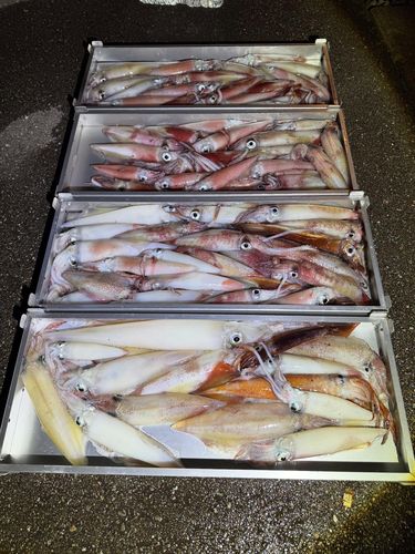 ケンサキイカの釣果