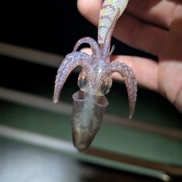 ヒイカ