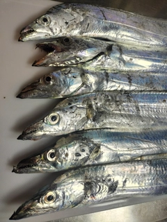 タチウオの釣果