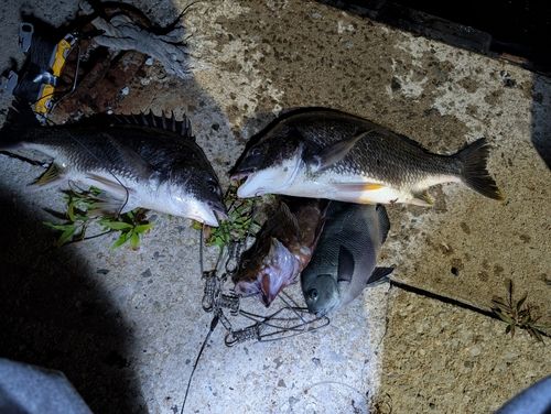 キビレの釣果
