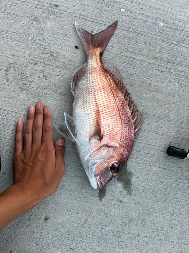 タイの釣果