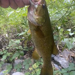 スモールマウスバス