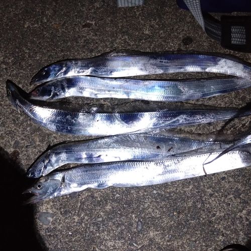 タチウオの釣果