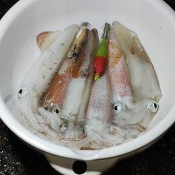 ケンサキイカ