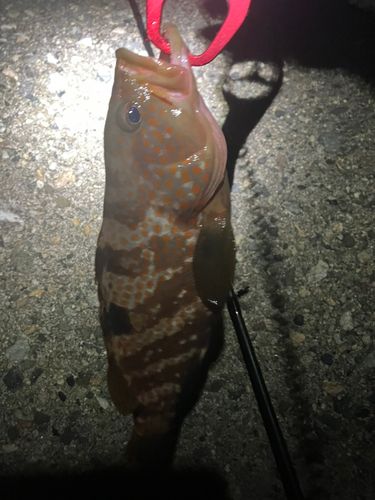 キジハタの釣果