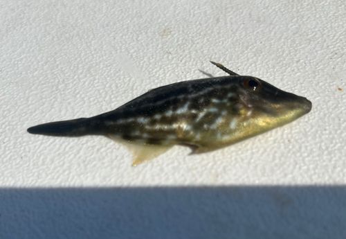 トゲカワハギの釣果