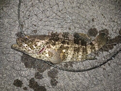 ヤイトハタの釣果