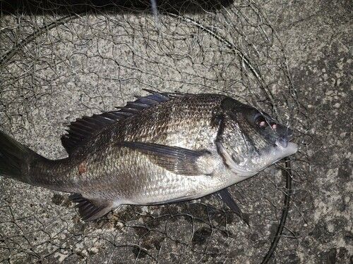 チヌの釣果
