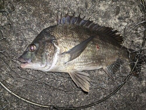 チヌの釣果