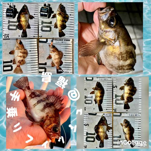 メバルの釣果