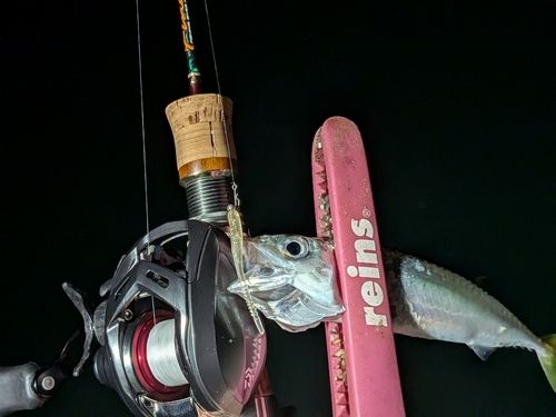 マサバの釣果
